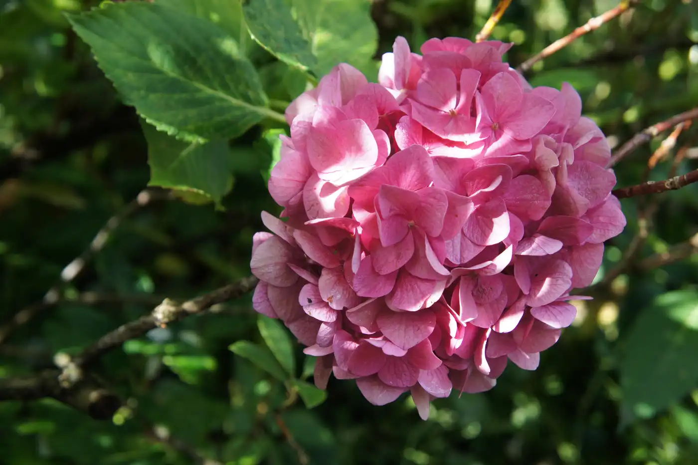 Sylvie Chirk photographe